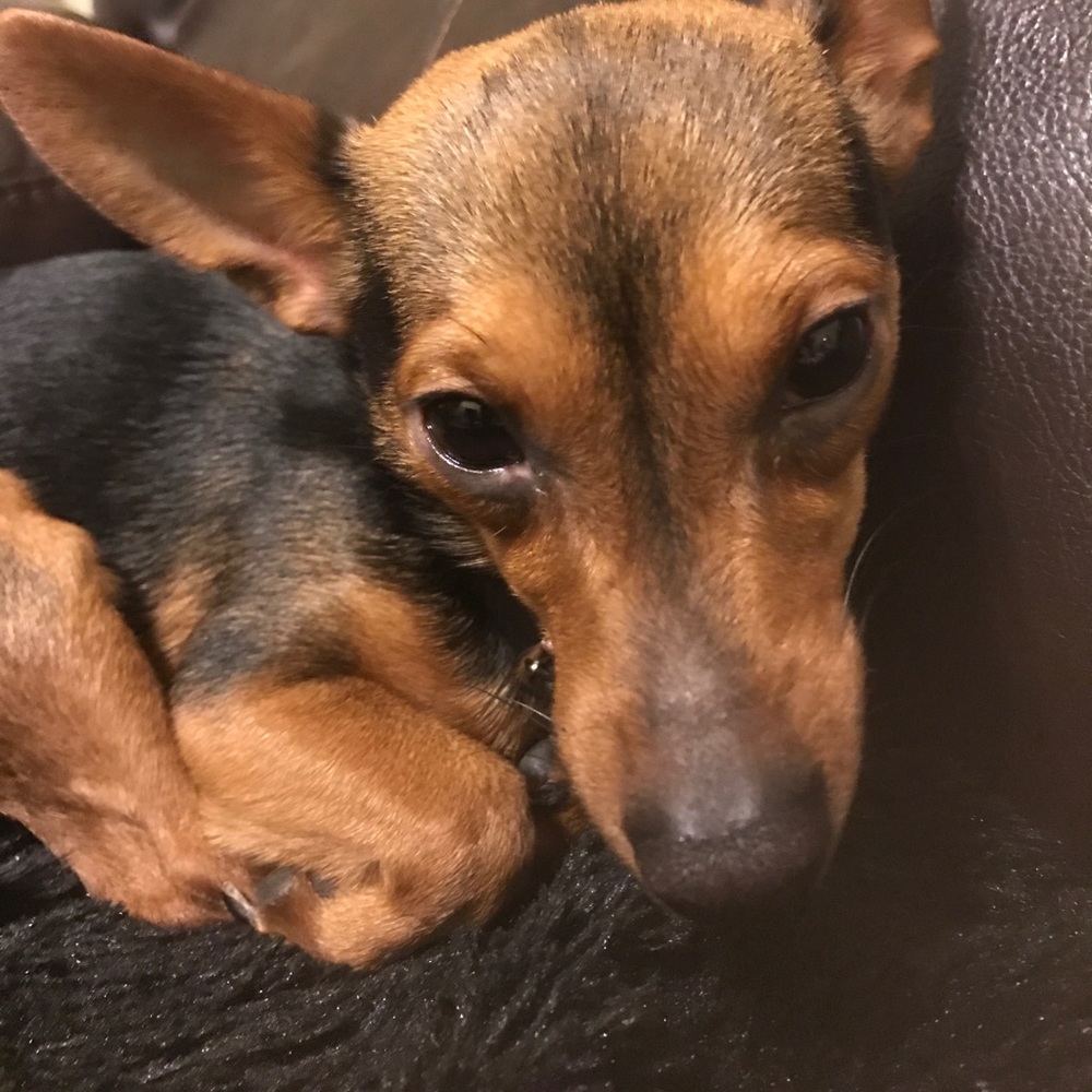 Meet your Posher, Susan